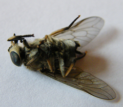 Tabanus autumnalis