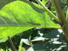 Lepidoptera