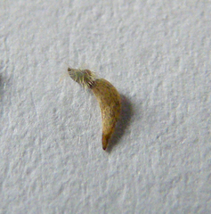Tabanus autumnalis