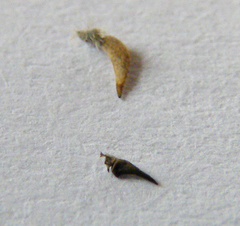 Tabanus autumnalis
