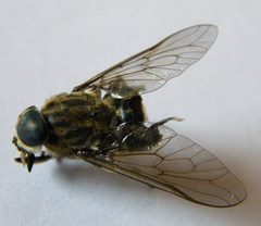 Tabanus autumnalis