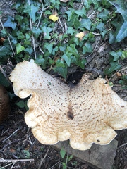 Cerioporus squamosus