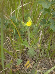 Potentilla conferta