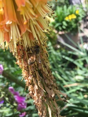 Apis mellifera