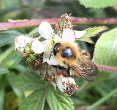 Bombus pascuorum