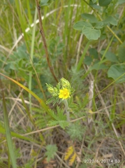 Potentilla conferta