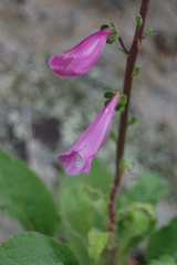 Digitalis purpurea purpurea
