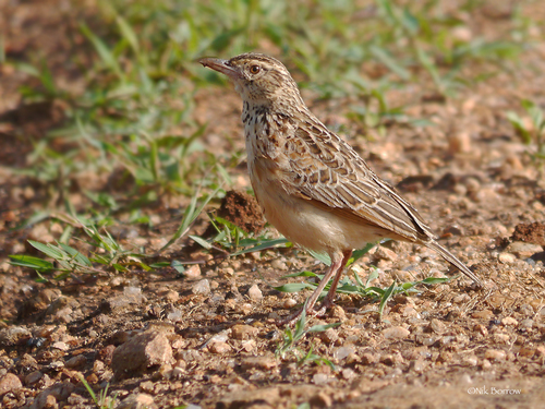 Kidepo Lark