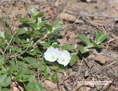 Evolvulus prostratus