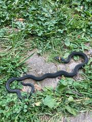 Natrix natrix