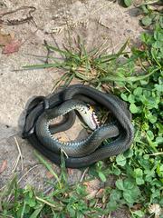 Natrix natrix
