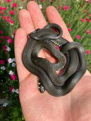 Natrix natrix
