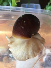 Achatina