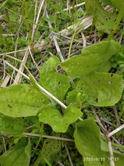 Plantago maxima