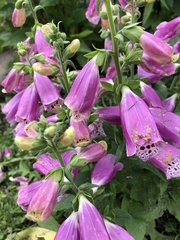 Digitalis purpurea