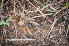Aphonopelma moderatum
