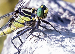 Gomphurus lineatifrons