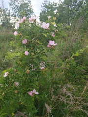 Rosa canina