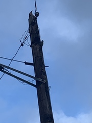 Melanerpes aurifrons