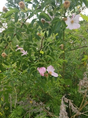 Rosa canina