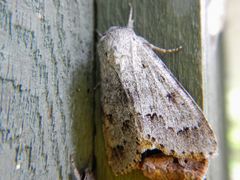 Acronicta innotata