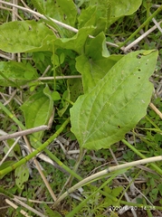 Plantago maxima