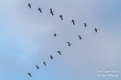 Anser caerulescens atlanticus