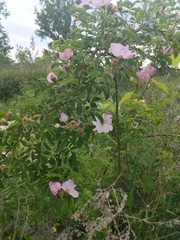 Rosa canina