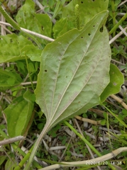 Plantago maxima