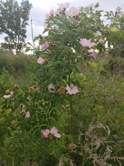 Rosa canina