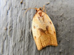 Sparganothis xanthoides