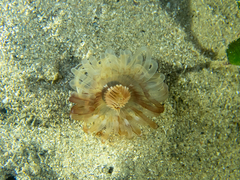 Ceriantharia