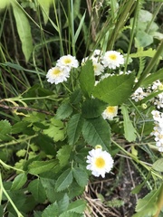Tanacetum parthenium