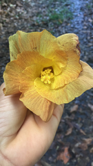 Hibiscus tiliaceus pernambucensis