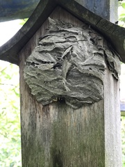 Dolichovespula media