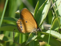 Coenonympha oedippus