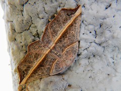 Metanema determinata