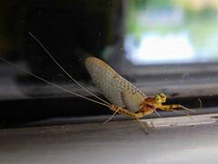 Stenacron interpunctatum interpunctatum