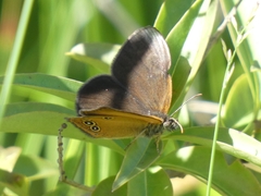 Coenonympha oedippus