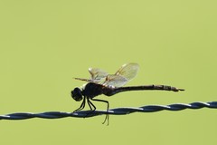 Brachymesia