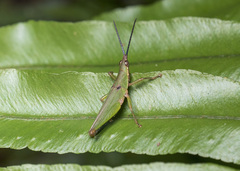 Tagasta marginella