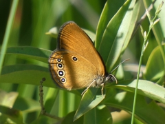 Coenonympha oedippus