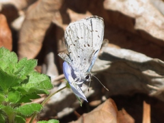 Celastrina neglecta