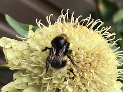 Bombus