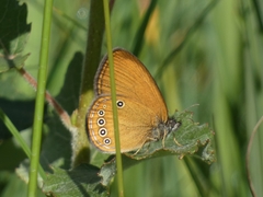 Coenonympha oedippus