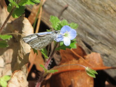 Celastrina neglecta