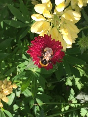 Bombus