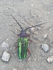 Crioprosopus basileus