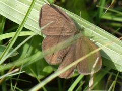 Coenonympha oedippus