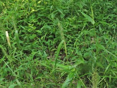 Elymus virginicus virginicus